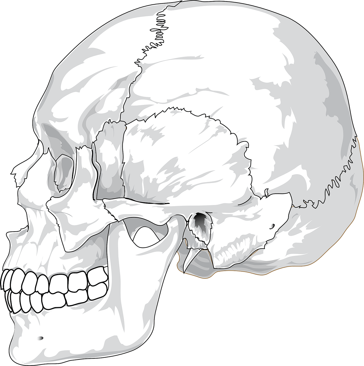 두개골 skull