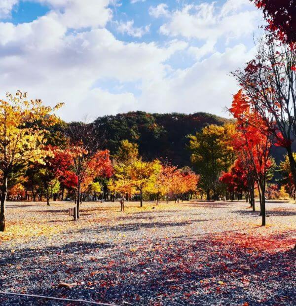 가을배경-캠핑장