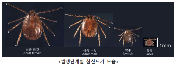 참진드기 모습
