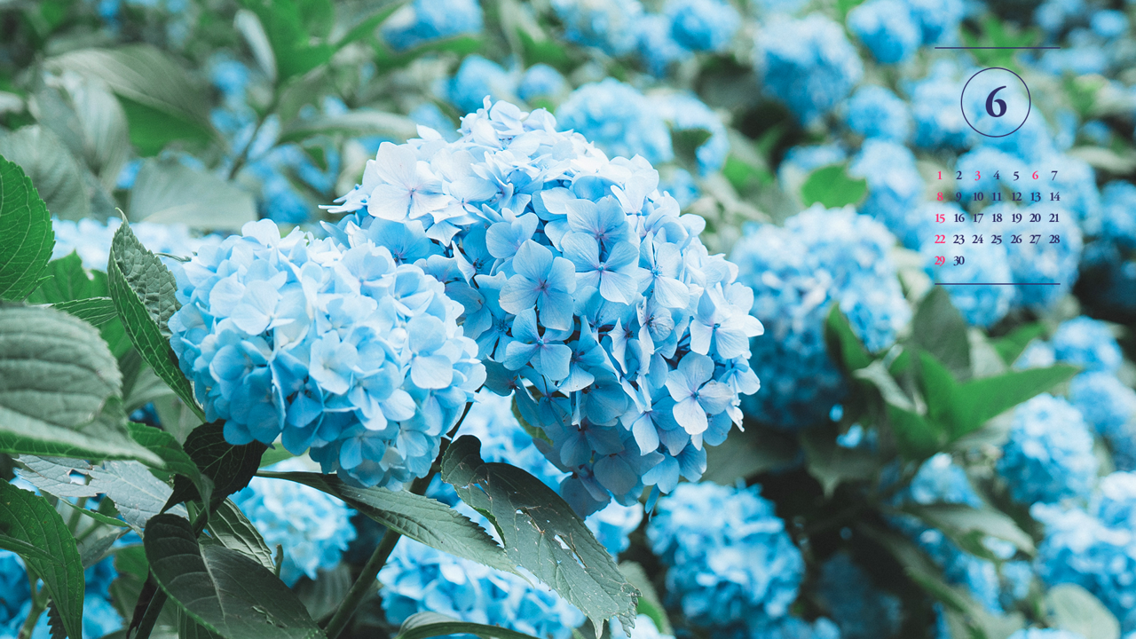 09 파란수국 A - 2025년6월 노트북배경화면