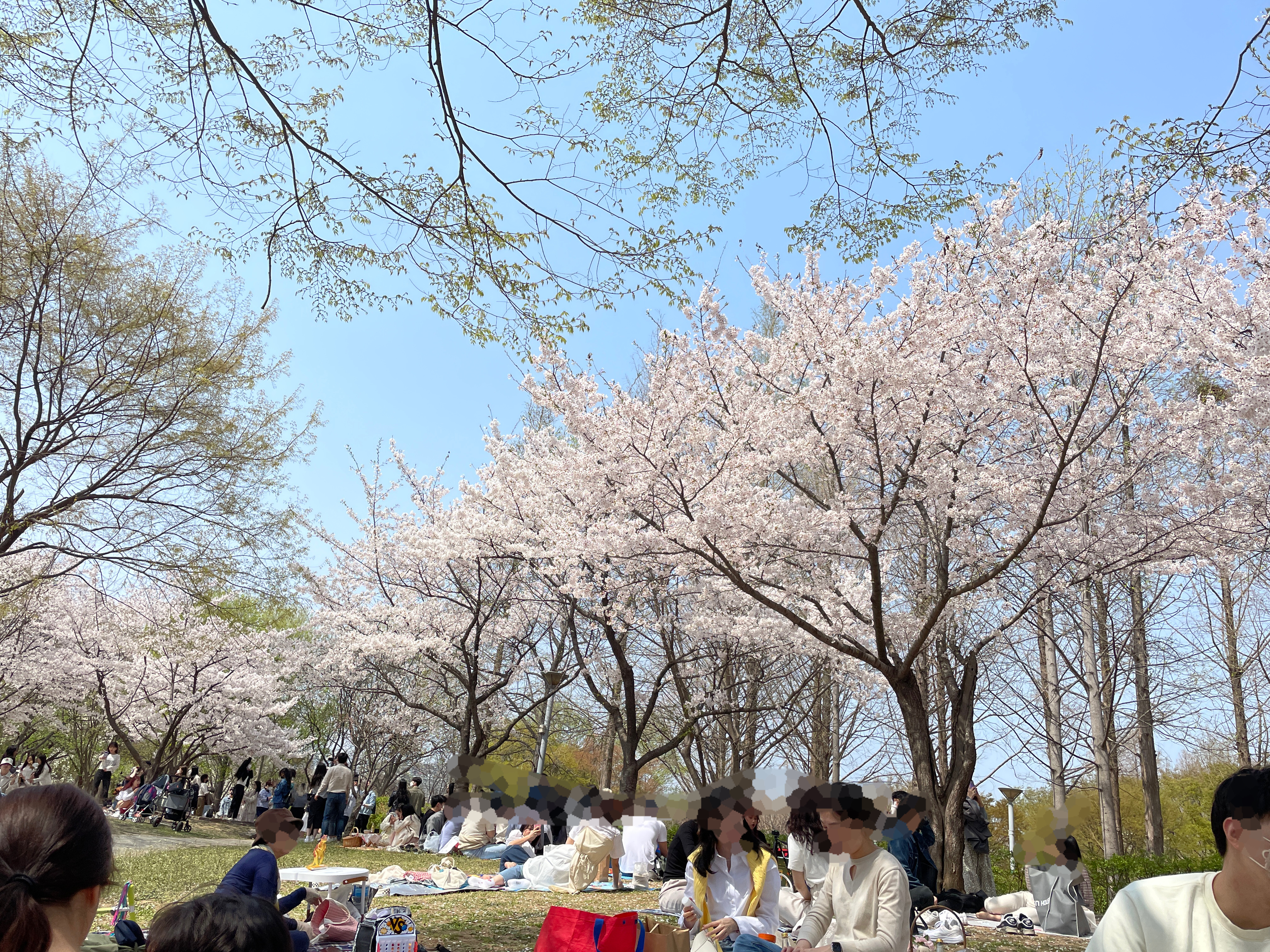 서울숲 벚꽃