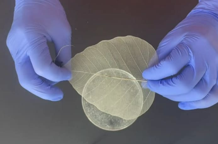 잎으로 만든 생분해성 무선 히터