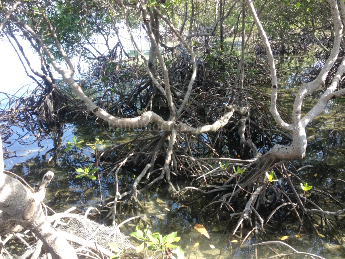 팔라완도스팔마스-리조트-맹그로브