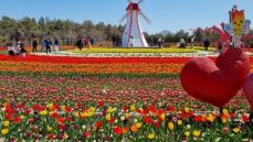 신안 임자도 큘립축제