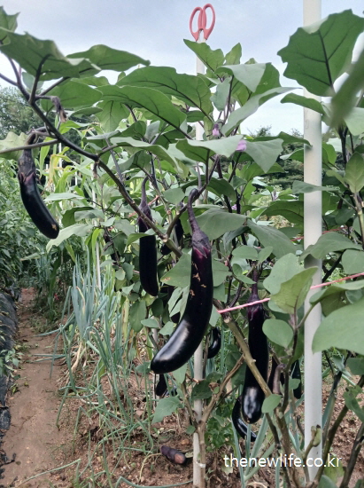 밭에서 자라는 가지와 보라색 껍질 속 항산화 성분- 항산화 작용 설명을 위한 가지 실물사진(1)