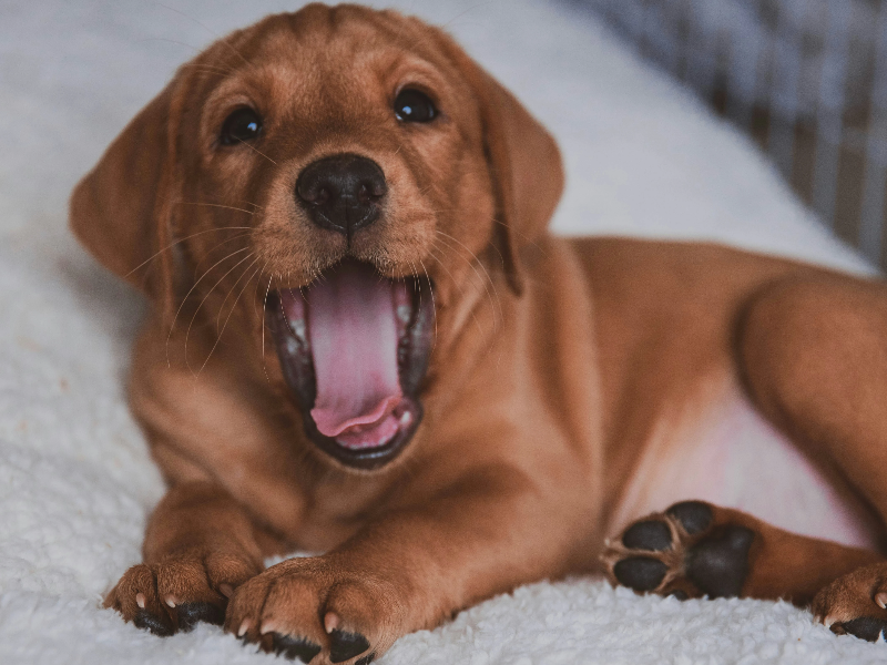 하품하는 강아지