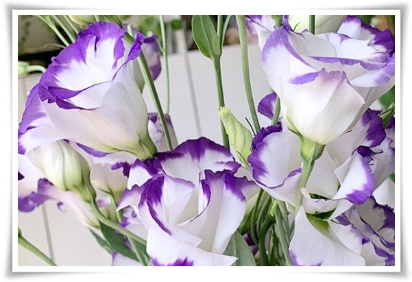 화초 &quot;리시안셔스&quot; 장미인 듯 장미 아닌 변치 않는 사랑의 꽃!