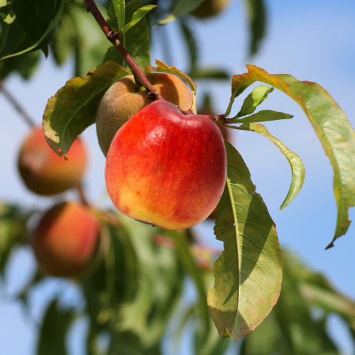 신비복숭아|6월말에서 7월초, 1년중 딱 2주만 먹을 수 있어요