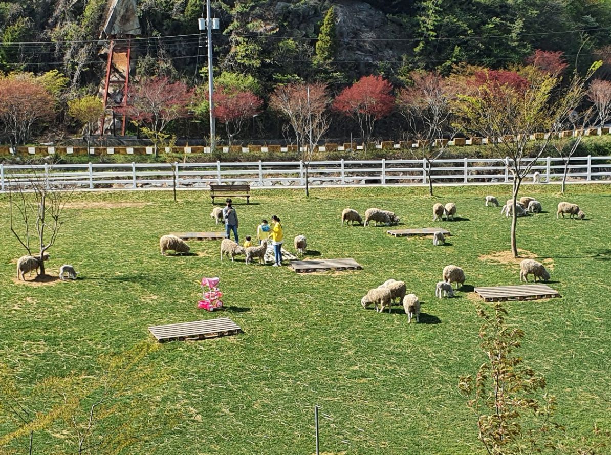남해양떼목장 양마르뜨언덕 