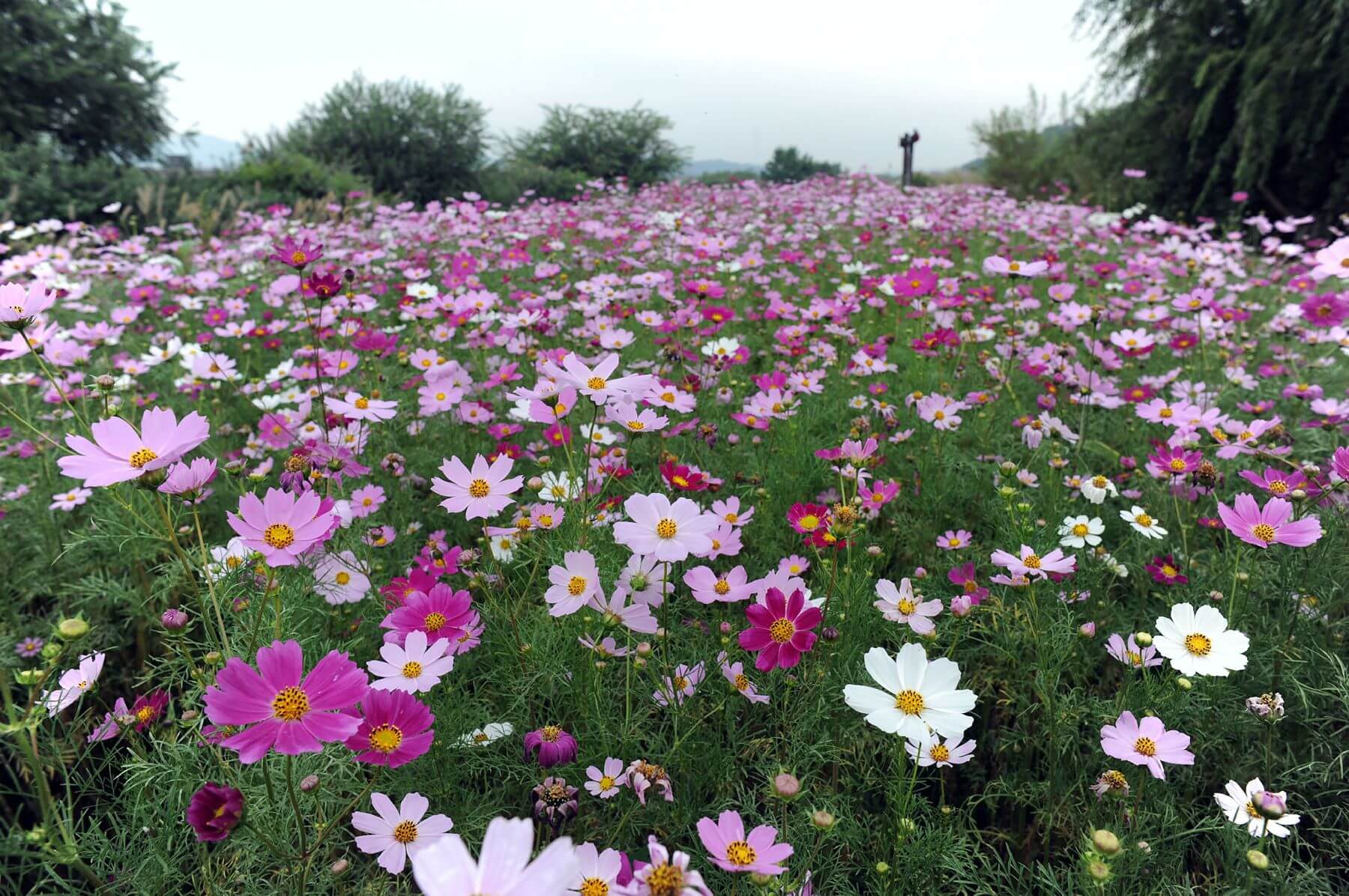 반려견과 함께 떠나는 분당·판교 가을산책 단풍명소 추천 : 탄천산책로·율동공원·판교생태공원
