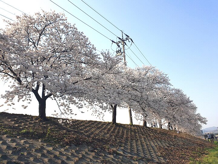 조천변 벚꽃길