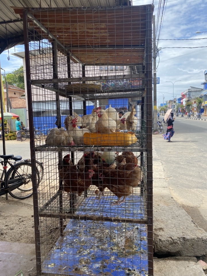 스리랑카 시골마을에서 장보기