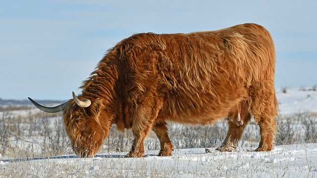 단 한 번도 인간이 촬영하지 못한 미지의 생물