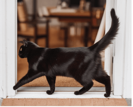 검은 고양이 꿈 해몽