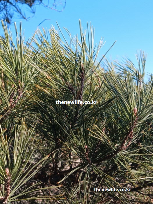 솔잎 효능을 뒷받침하는 풍부한 영양 가치를 시각적으로 나타낸 실사진