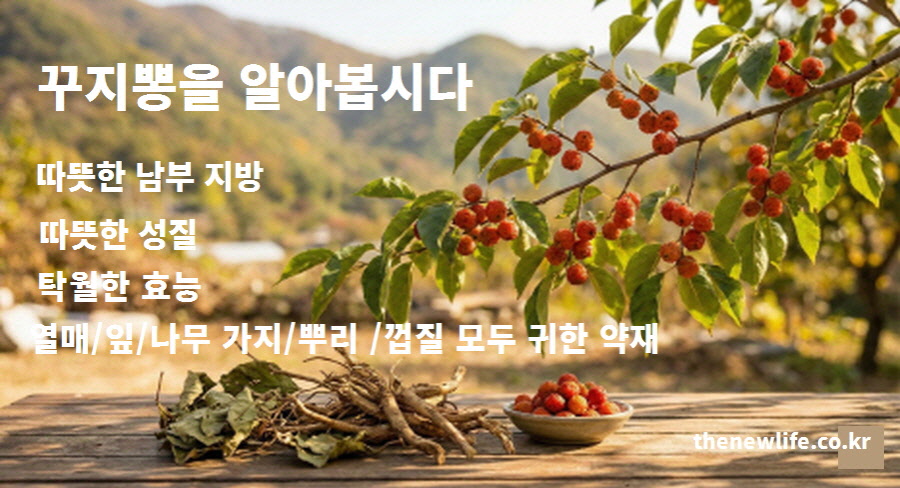붉게 익은 꾸지뽕 열매 모습과 효능 텍스트가 있는 이미지