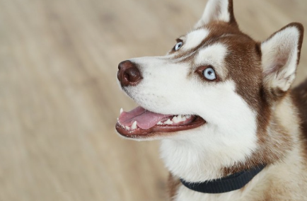 입을 벌리고 올려다보는 갈색 허스키.