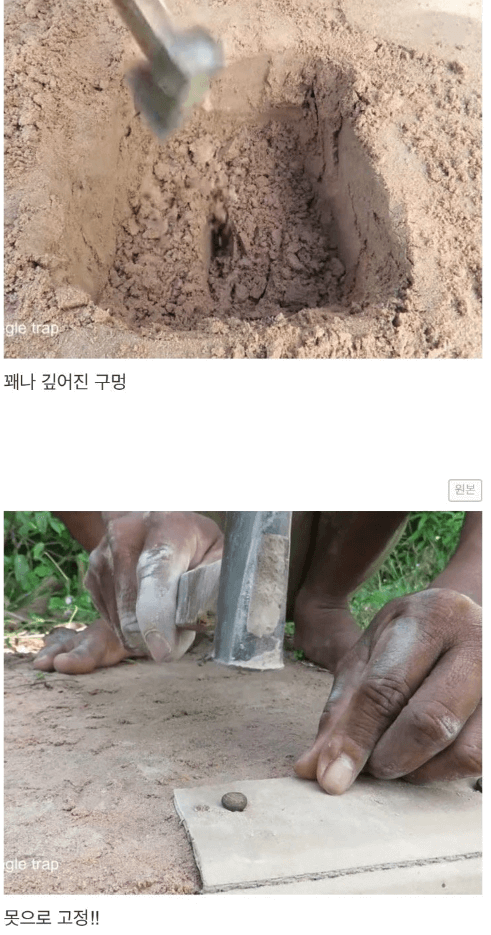 유튜버 비둘기 트랩