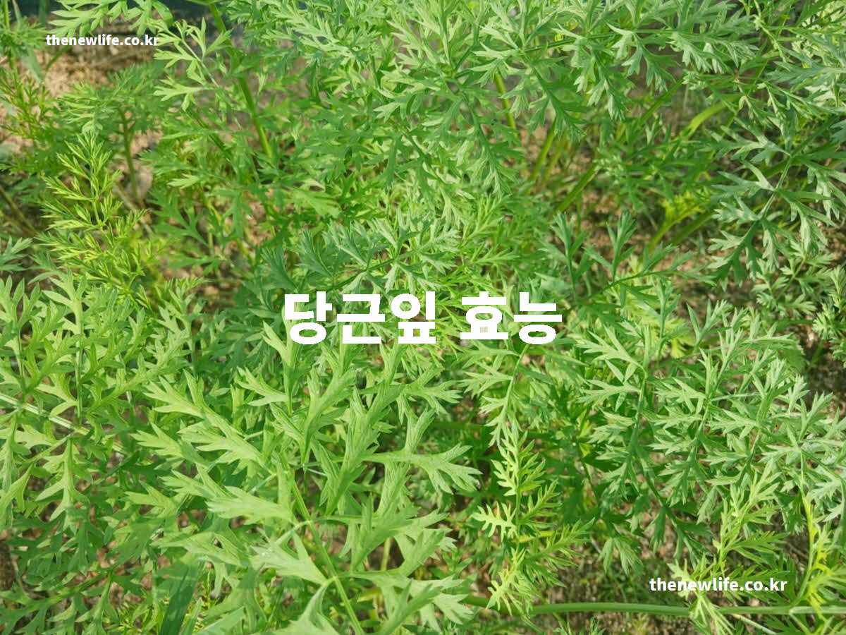 당근잎 효능
