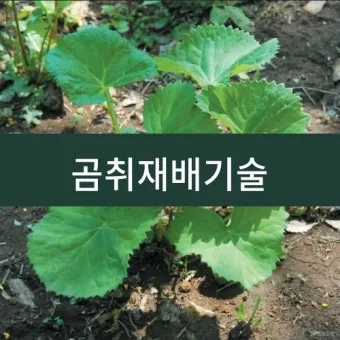 곰취 재배 상토 선택 통풍 관리 병충해 예방_32