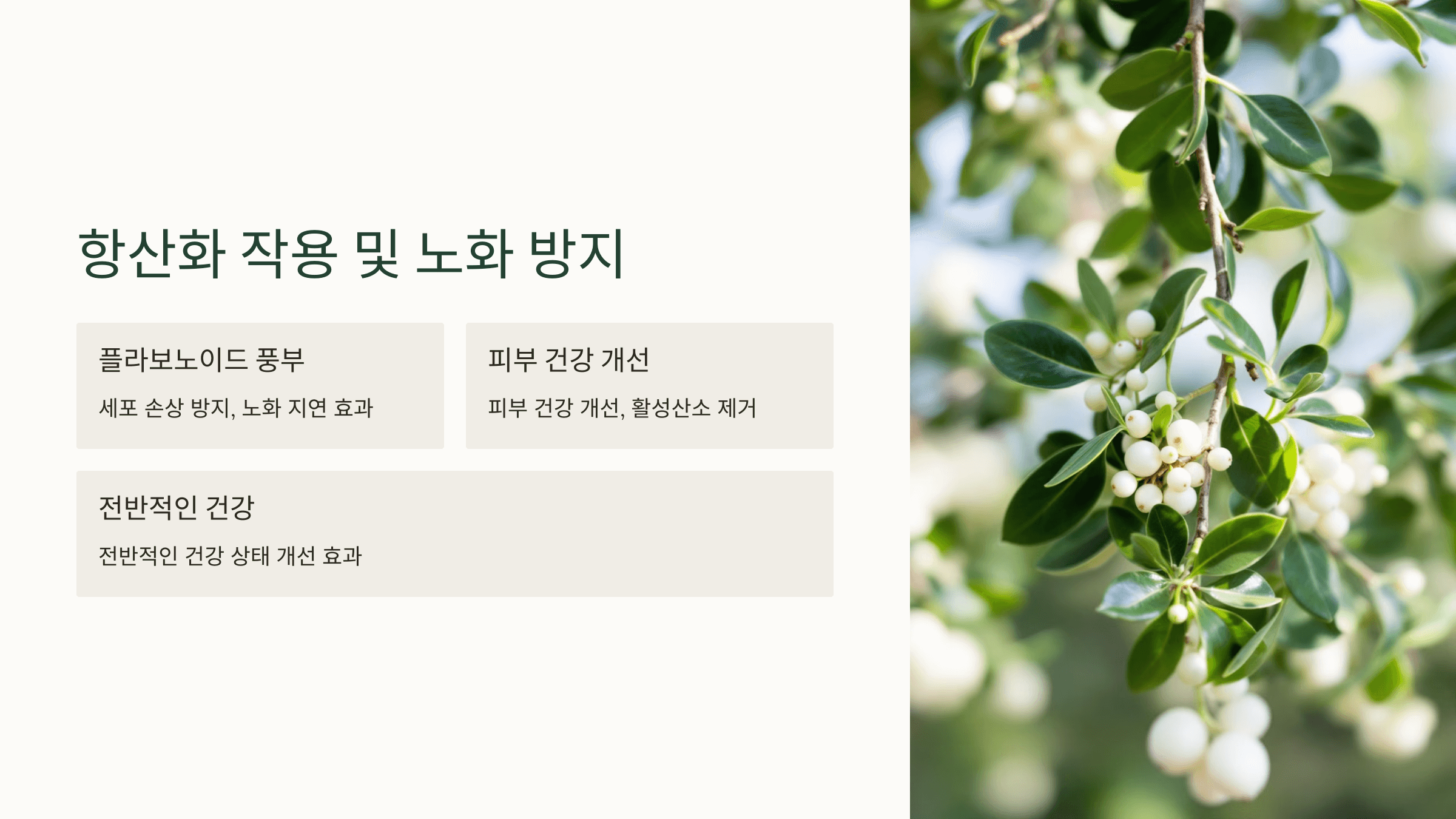 겨우살이 사진입니다.