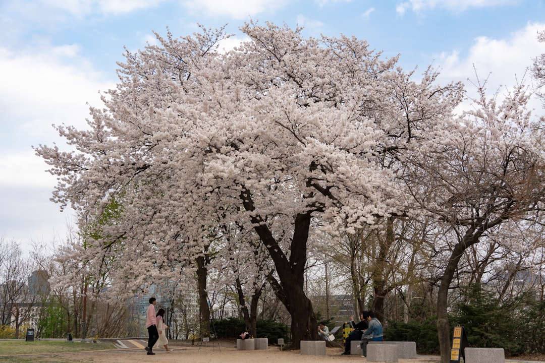 'Cherry tree'