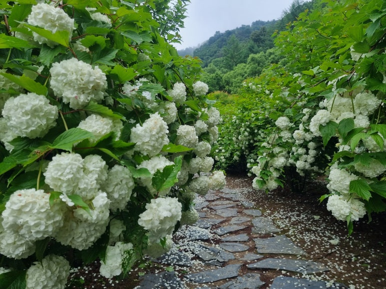 수타사 농촌공원 수국