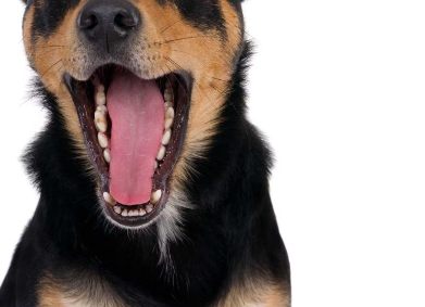 개의 치주 질환