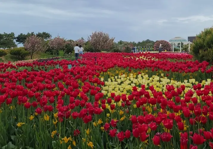 2025년 태안 튤립축제 일정&amp;#44; 개화시기&amp;#44; 주차장&amp;#44; 입장료