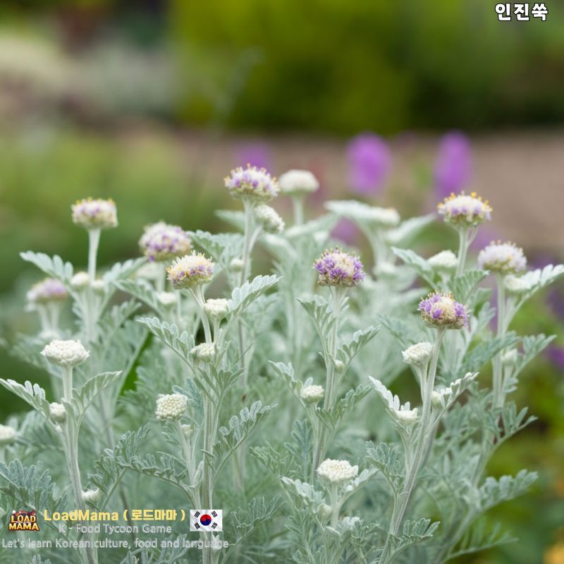 인진쑥 들판에서 자라남