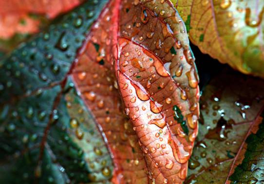 2025 장마 기간, 지역별 예상 일정