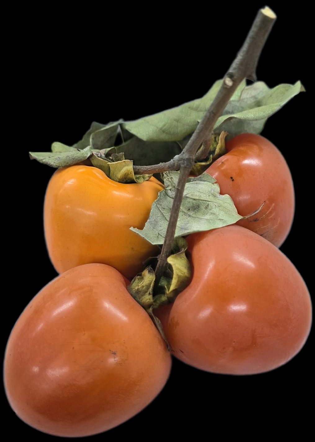 감나무에서딴나뭇가지와잎사귀감4개가있는사진