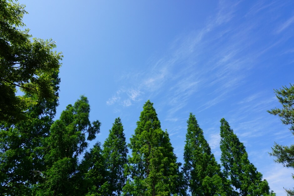 대구 가볼만한 단풍 여행은 어디일까? 대구 단풍 여행 총정리!
