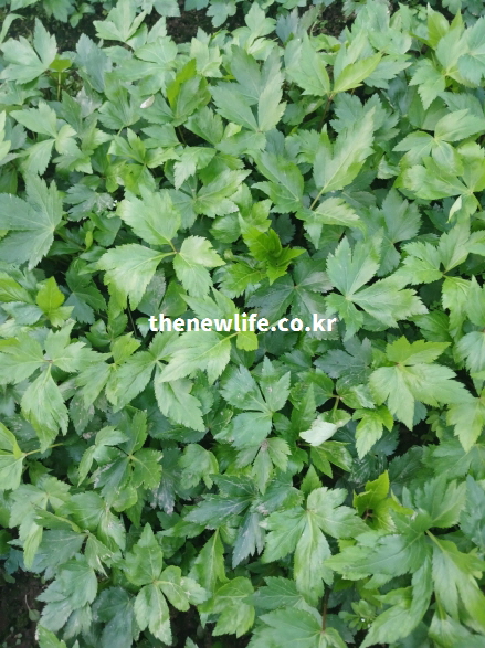 당귀잎 밭의 어린잎 모습