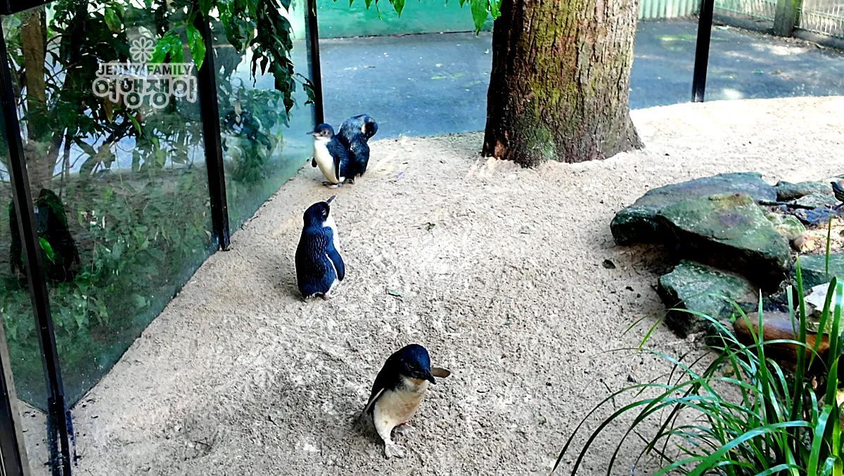 리틀펭귄들이 모래 바닥 위에 모여있는 서식지 모습 / Little penguins standing on sandy ground in their habitat