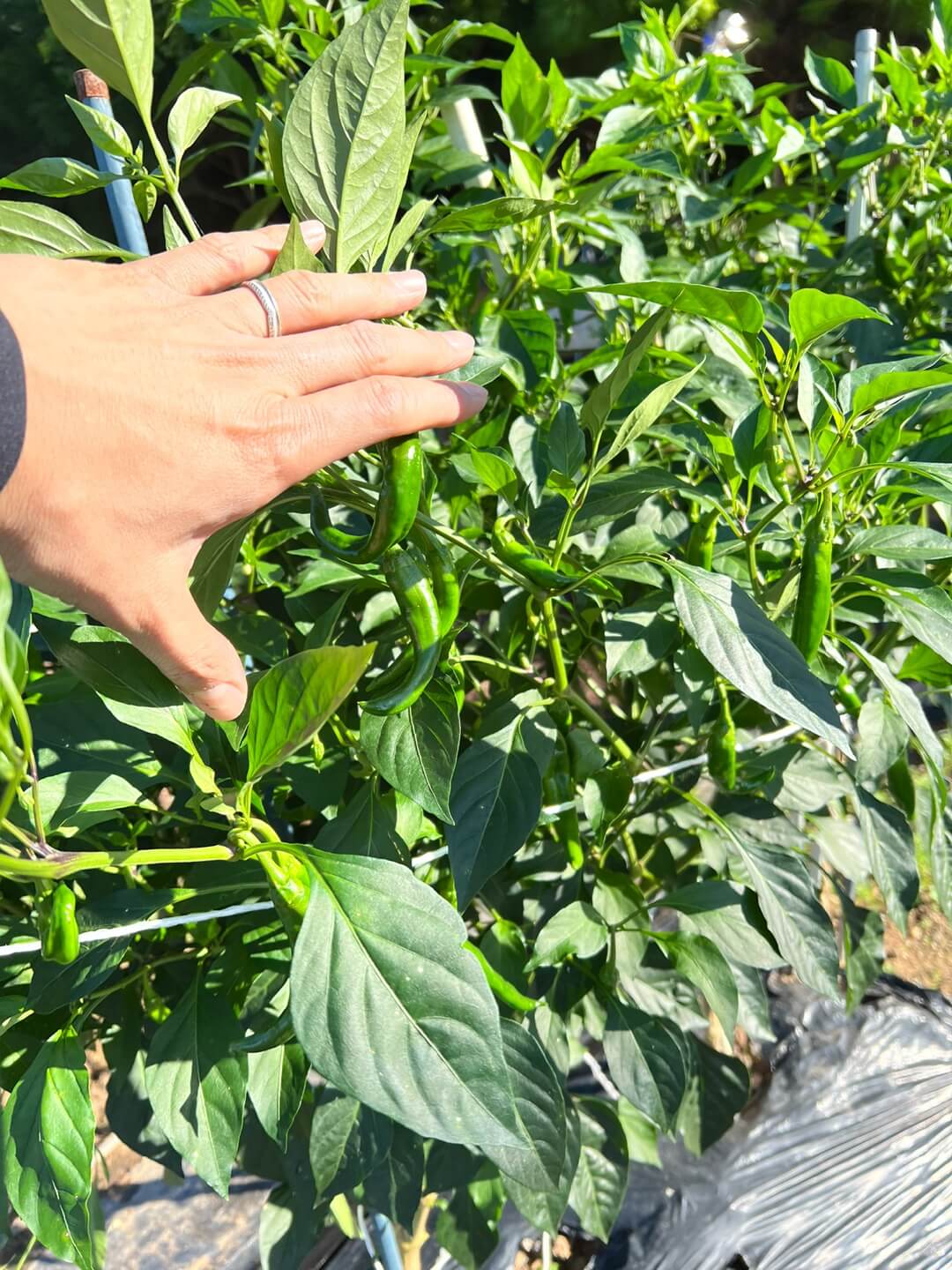 탄저병을 극복한 고추 2