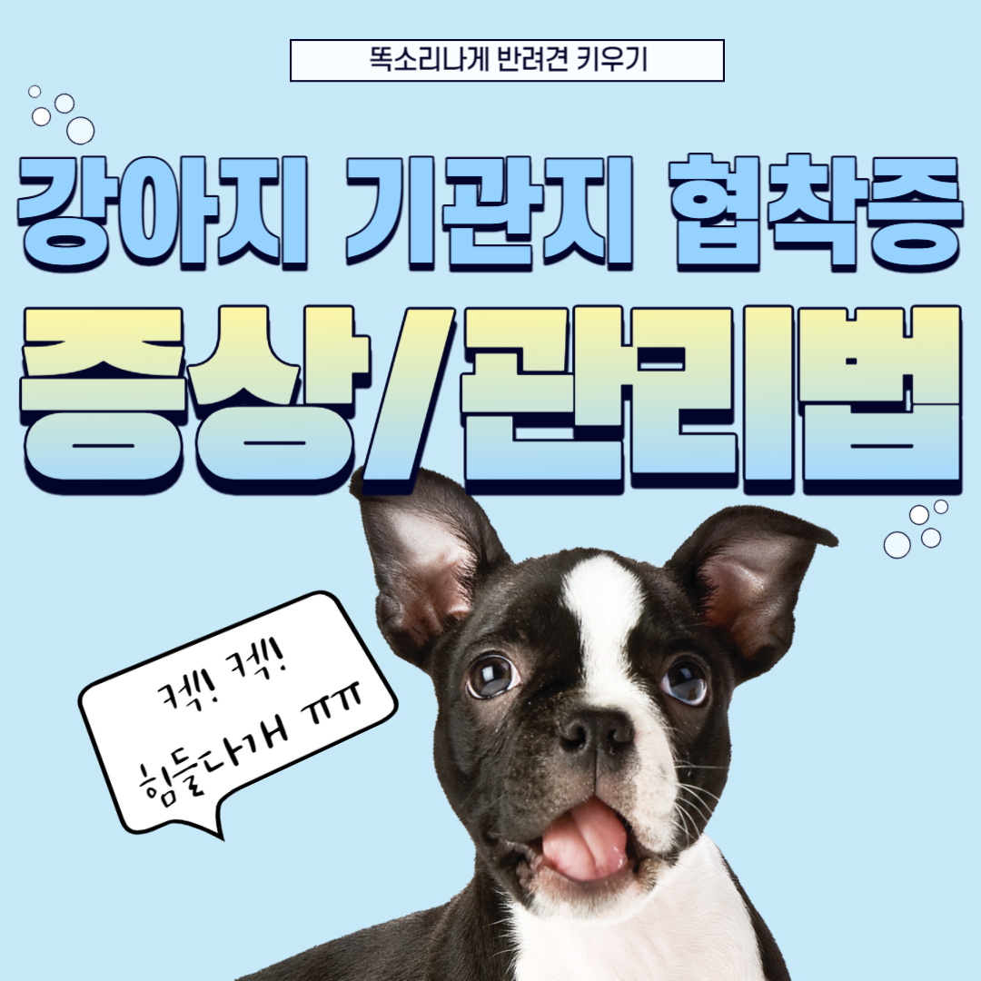 강아지 기관지 협착증 증상과 관리 치료 방법