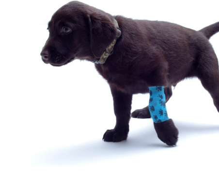 강아지 골절 종류&amp;#44; 증상&amp;#44; 수술 후 관리법 총정리