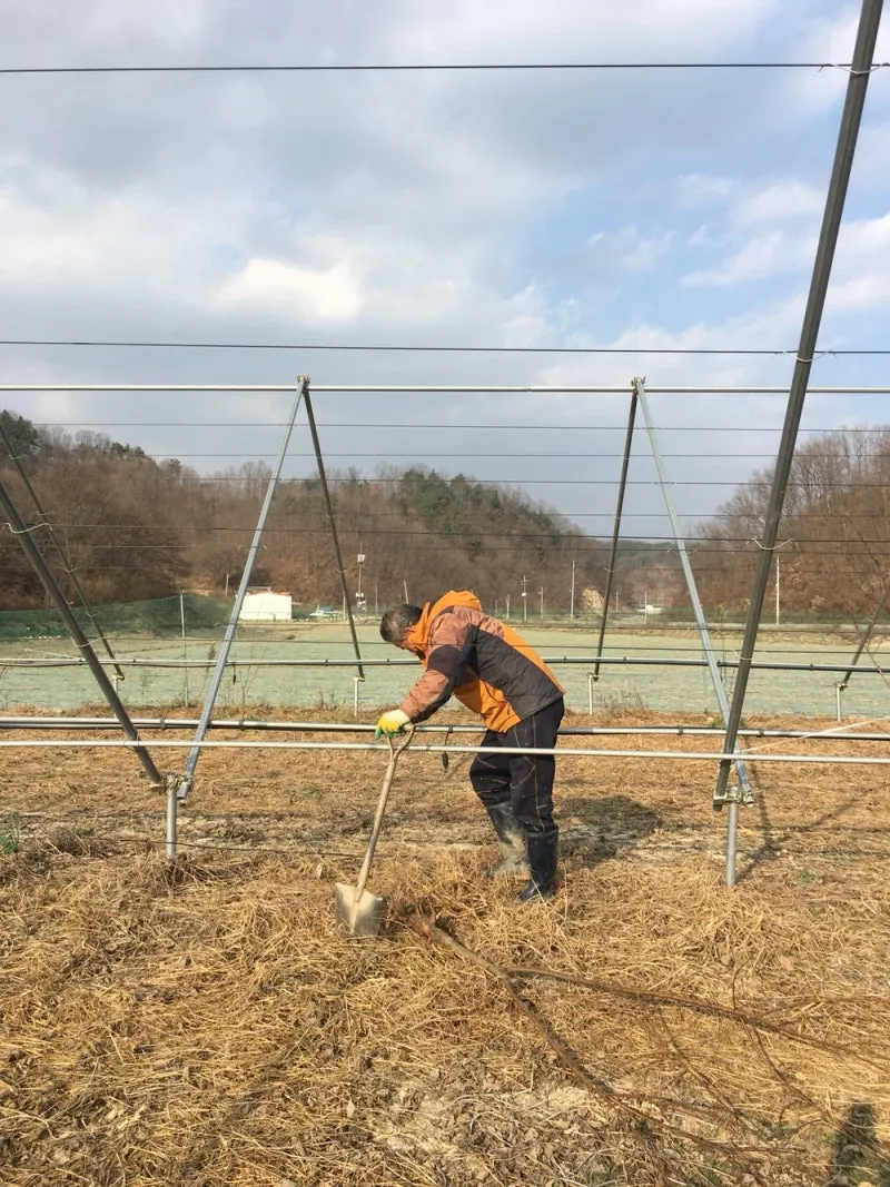 자두 재배 결과지 관리 칼슘 시비 낙과 예방_7