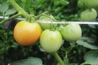 토마토 재배 지지대 설치 적심 유인 관리_12