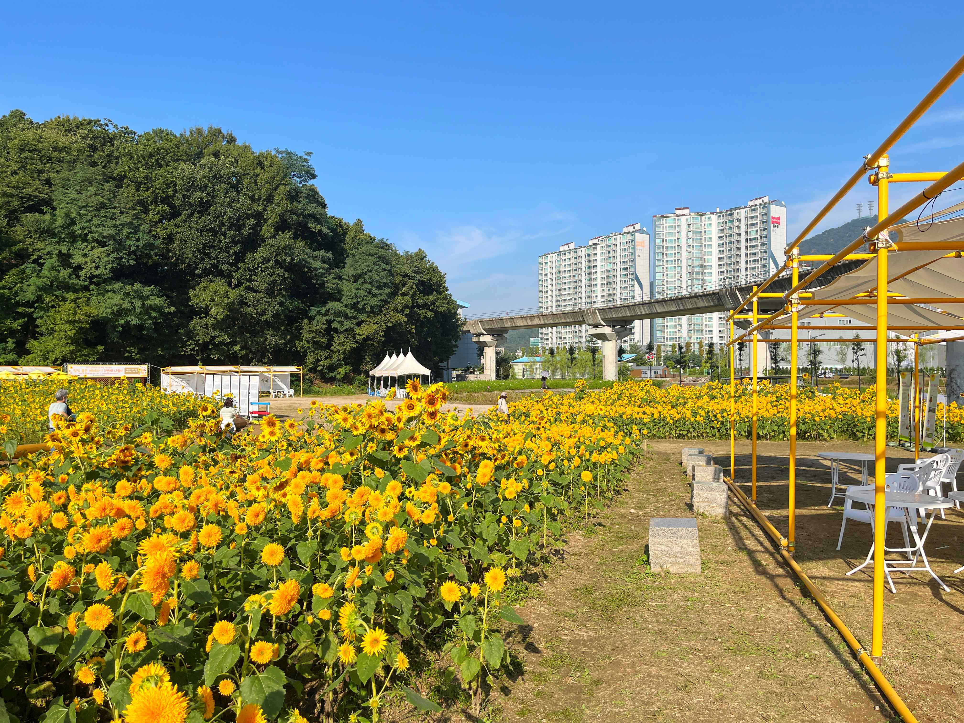 신곡새빛정원 해바라기