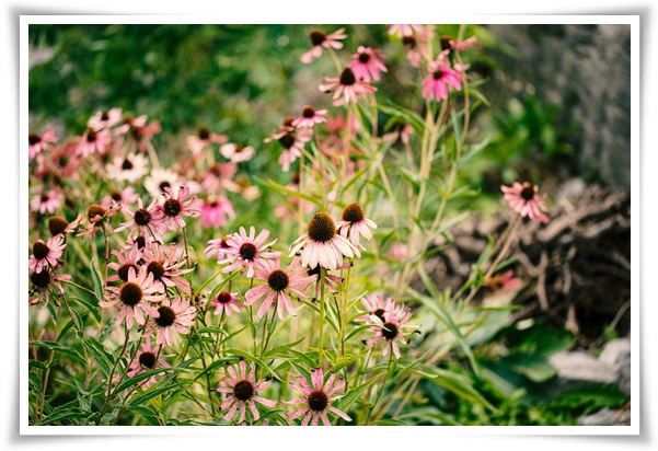 "에키네시아" 자연이 주는 건강의 선물, 건강을 지키는 허브 꽃!