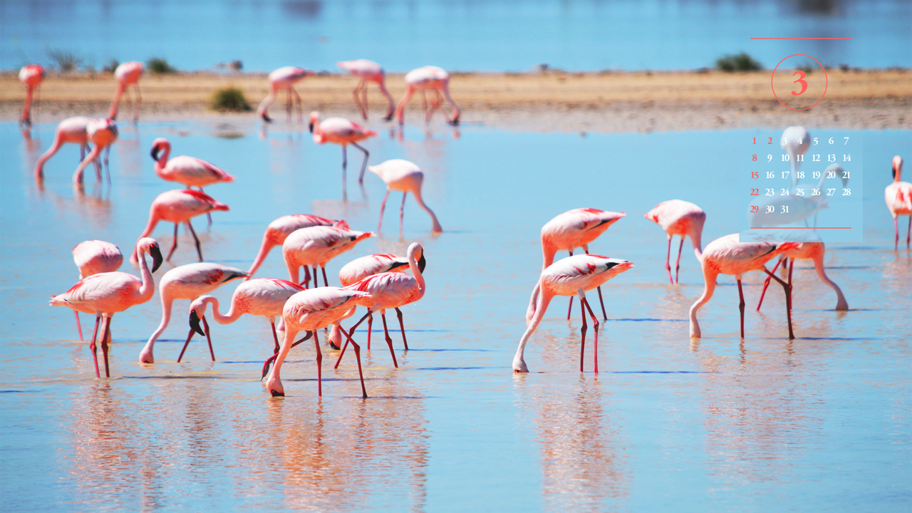 10 모래톱과 플라밍고 무리 A - 2026년3월 달력배경화면