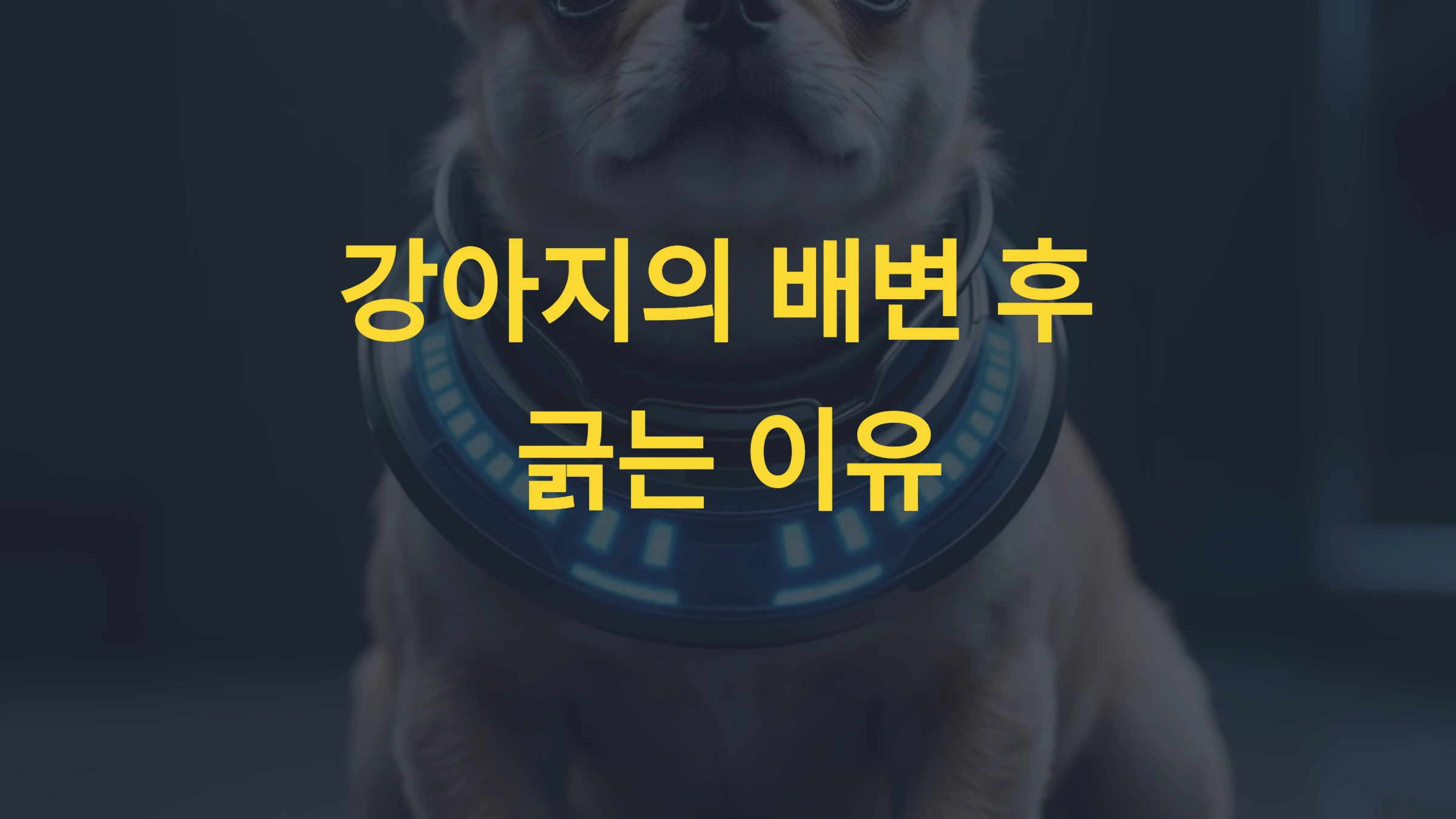 강아지가 배변 후 특정 장소를 긁는 행동 교정법