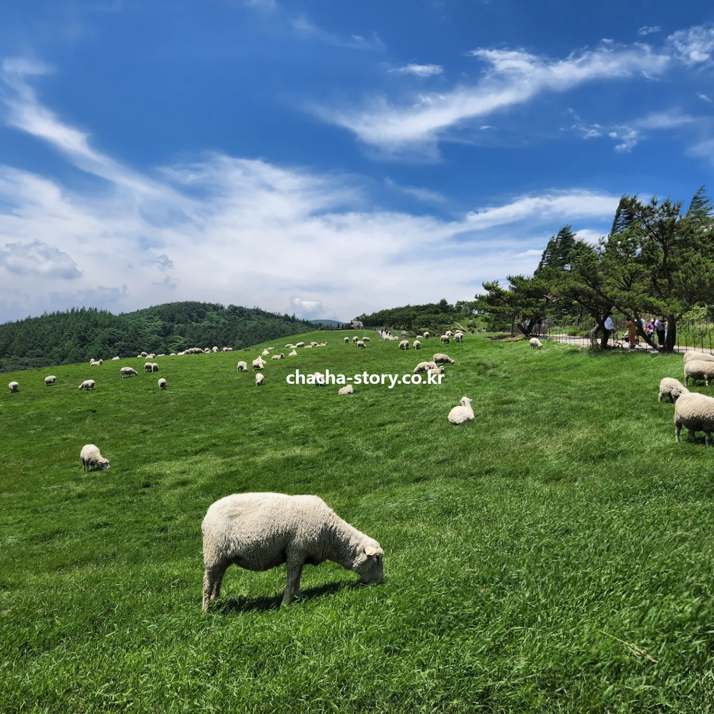 대관령-양떼목장-3