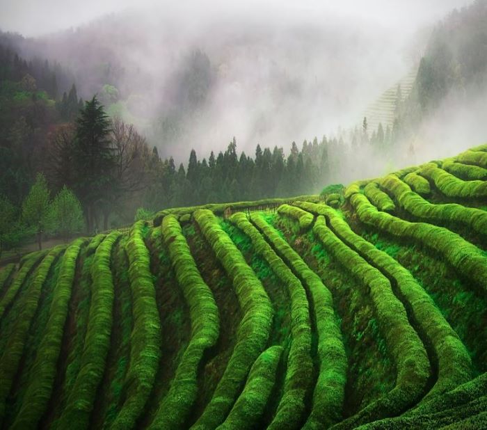 전라도 숨은 여름 여행지 TOP 7-보성 녹차밭