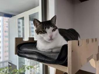 고양이가 집사를 사랑할때 하는 행동_10