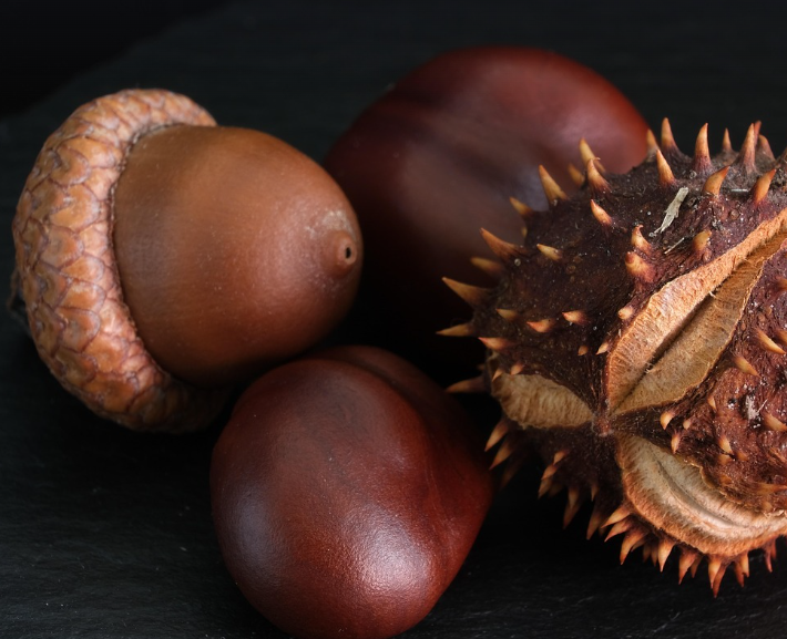 도토리의 모습