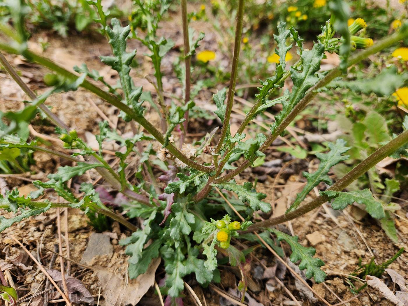 개쑥갓(들쑥갓)