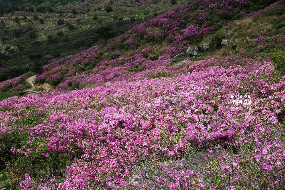 황매산 철쭉 개화시기, 셔틀버스, 산청 합천 5월 가볼만한곳